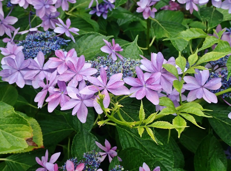 紫陽花とアマガエル_c0336902_18331614.jpg