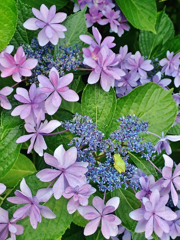 紫陽花とアマガエル_c0336902_18332033.jpg