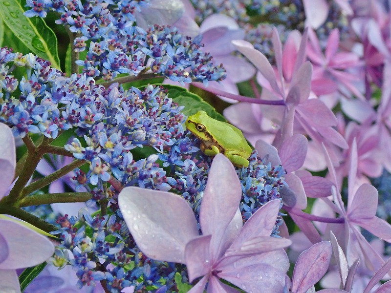 紫陽花とアマガエル_c0336902_18332473.jpg