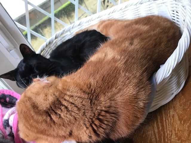 のん太くん、猫の輪の中に♪_f0242002_20170644.jpg