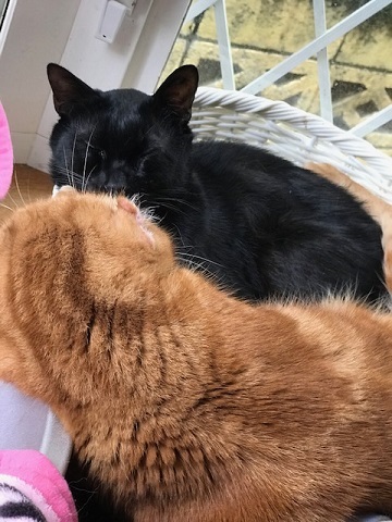 のん太くん、猫の輪の中に♪_f0242002_20172057.jpg