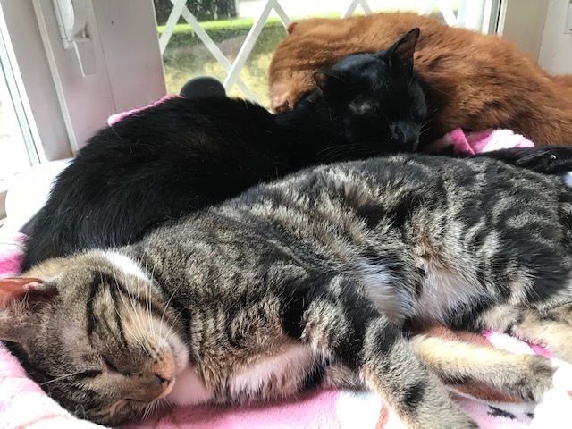 のん太くん、猫の輪の中に♪_f0242002_20200506.jpg