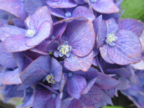 花と蛙と蟷螂_a0203003_09442447.jpg
