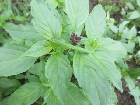 花と蛙と蟷螂_a0203003_09461068.jpg