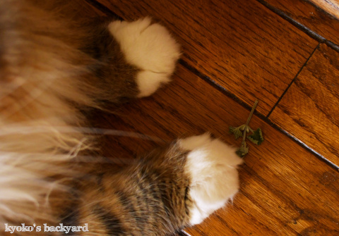 キャットニップ効果?_b0253205_00521322.jpg