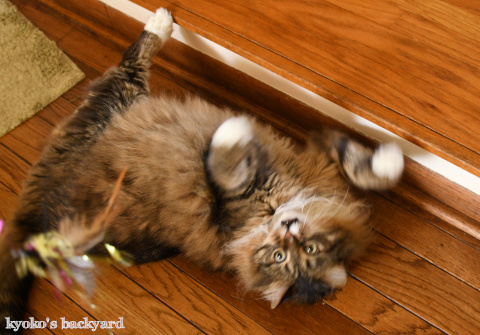 キャットニップ効果?_b0253205_00521334.jpg