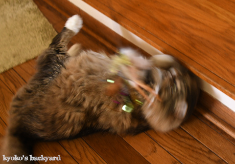 キャットニップ効果?_b0253205_00521396.jpg