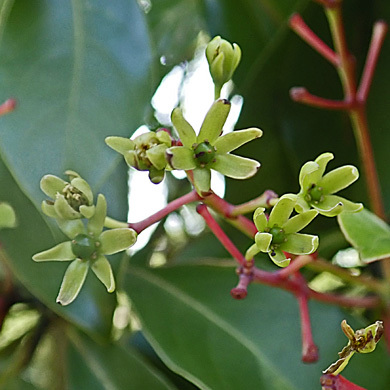 タブノキの実 樹木見て歩き