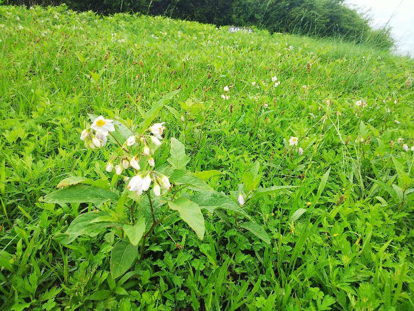 花_a0098418_17201487.jpg