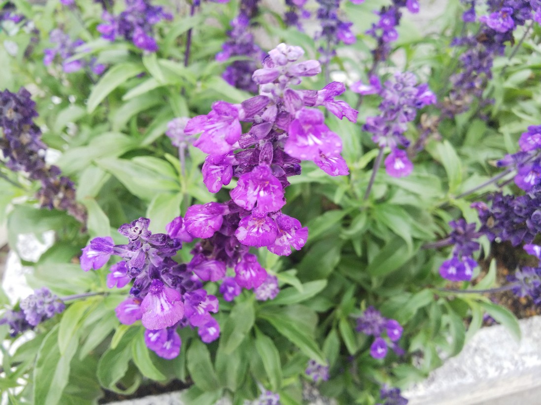 花_a0098418_17215216.jpg