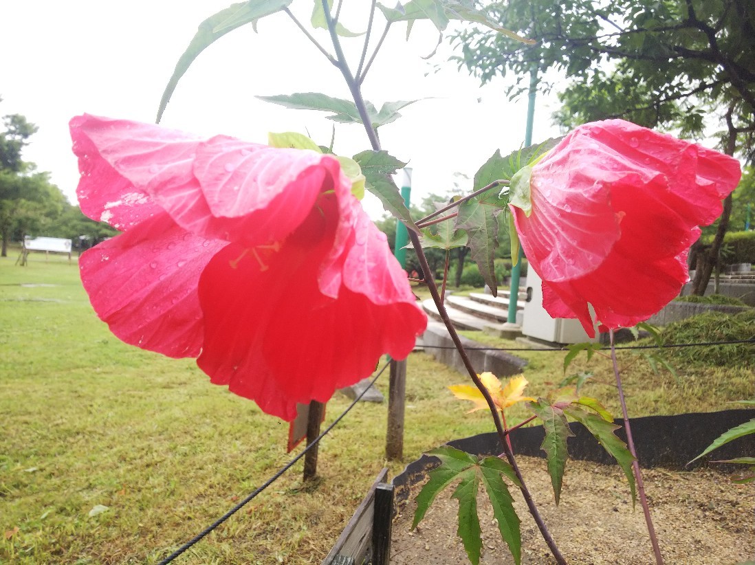花_a0098418_17215243.jpg