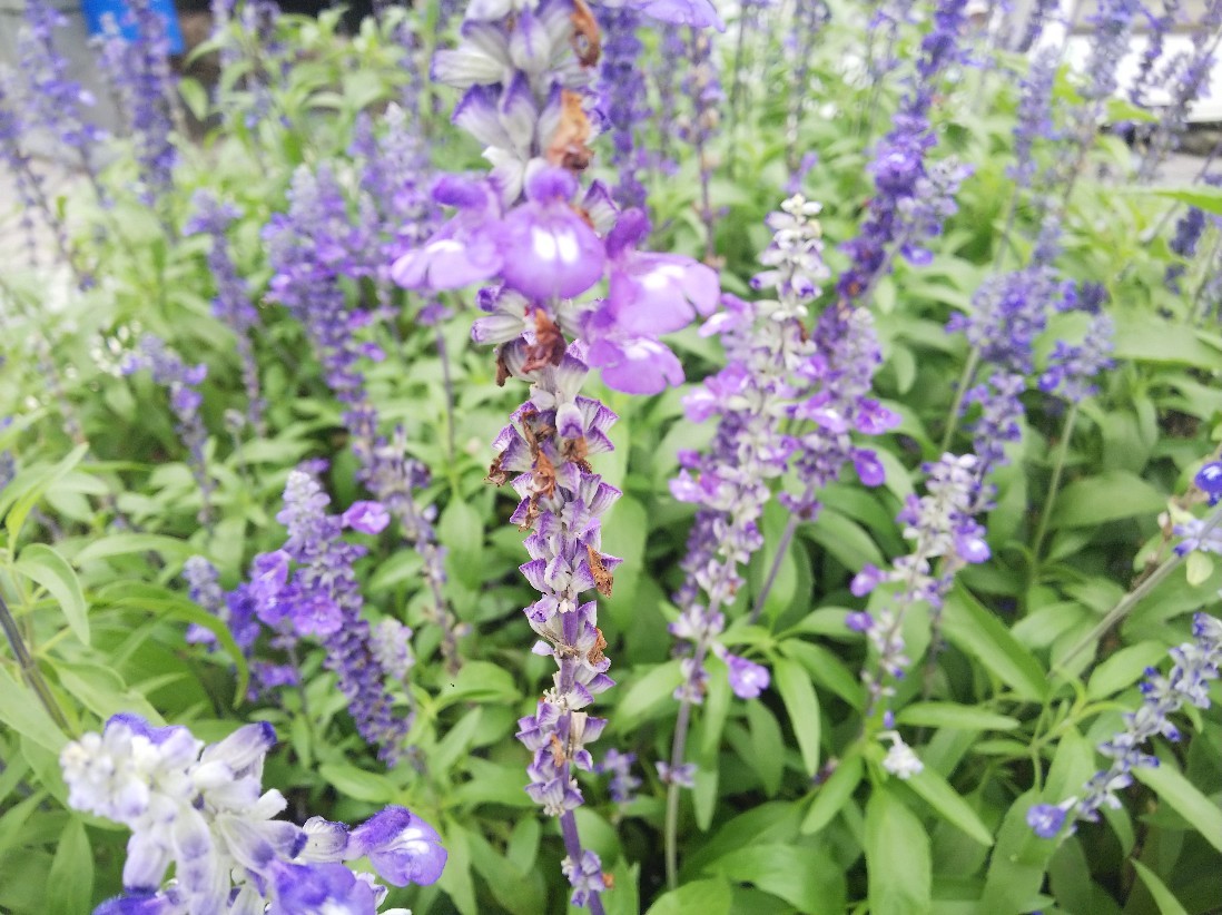 花_a0098418_17215274.jpg