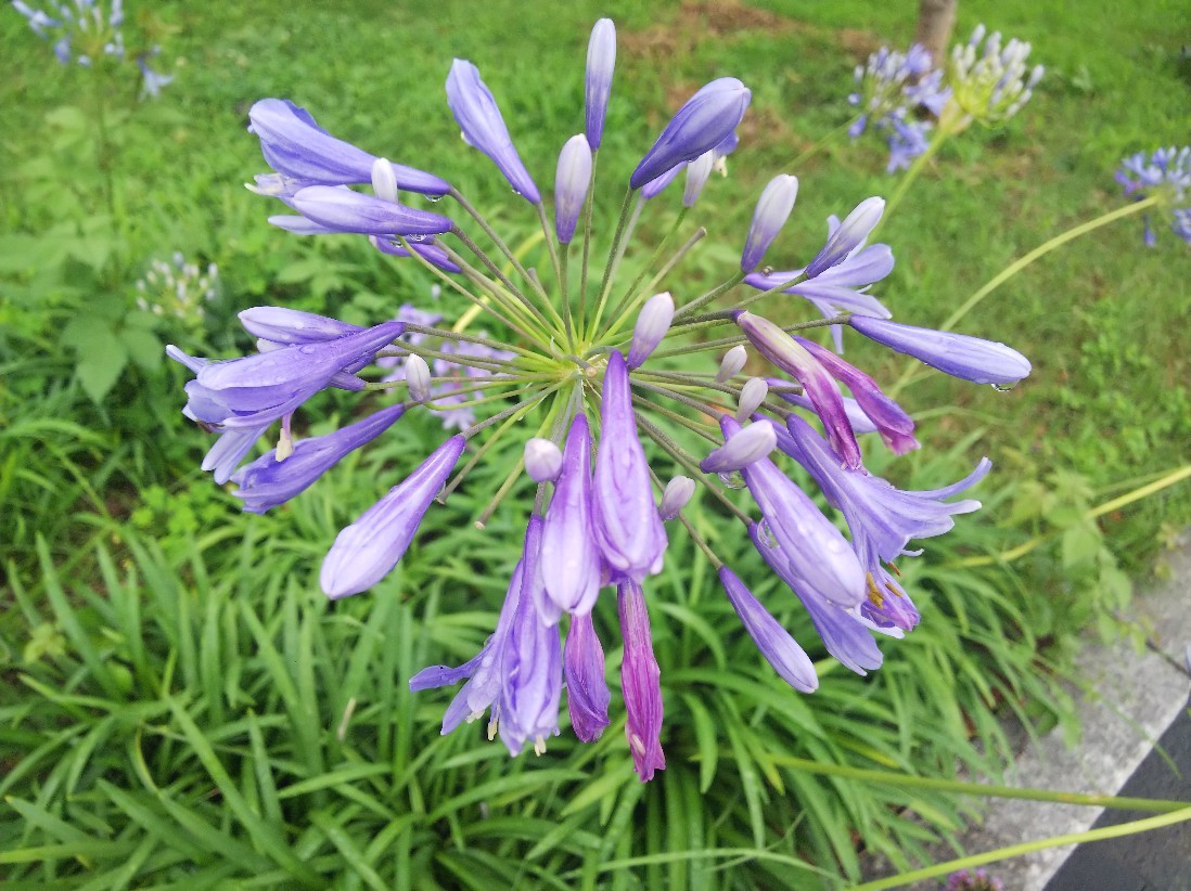 花_a0098418_17215294.jpg