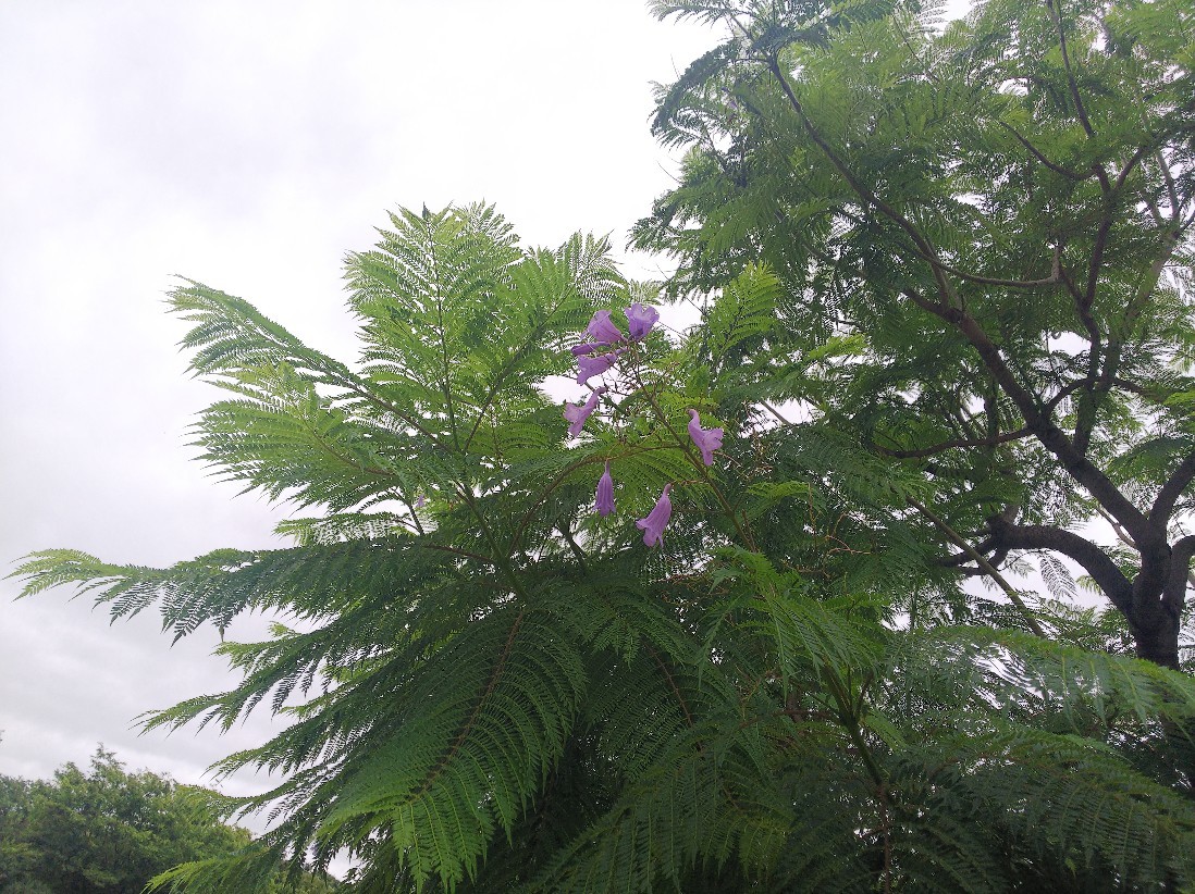 花_a0098418_18314506.jpg