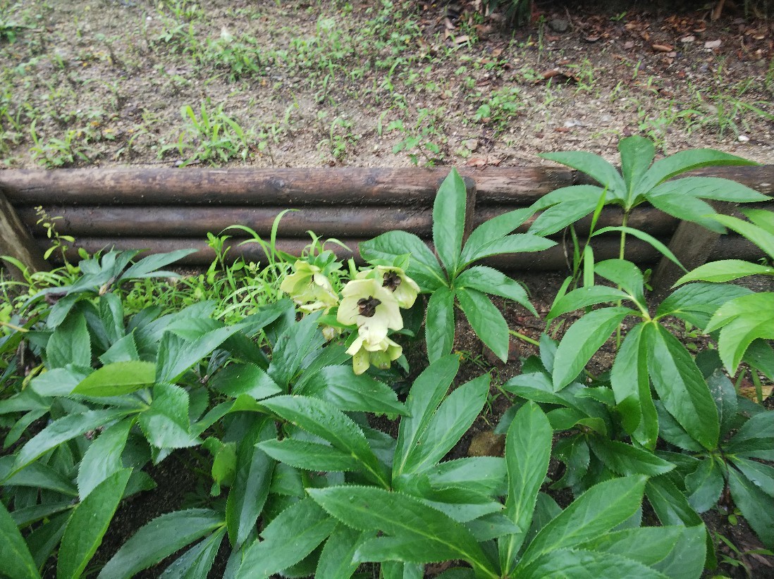 花_a0098418_18331337.jpg