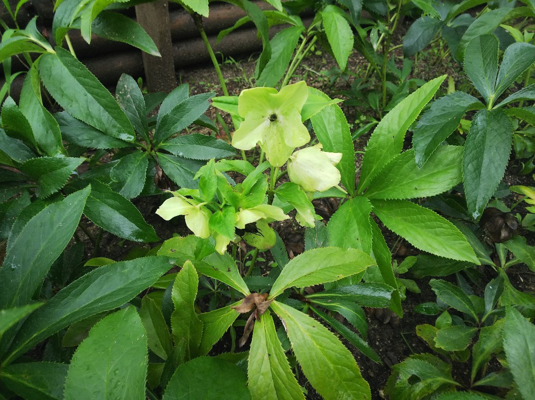 花_a0098418_18331341.jpg