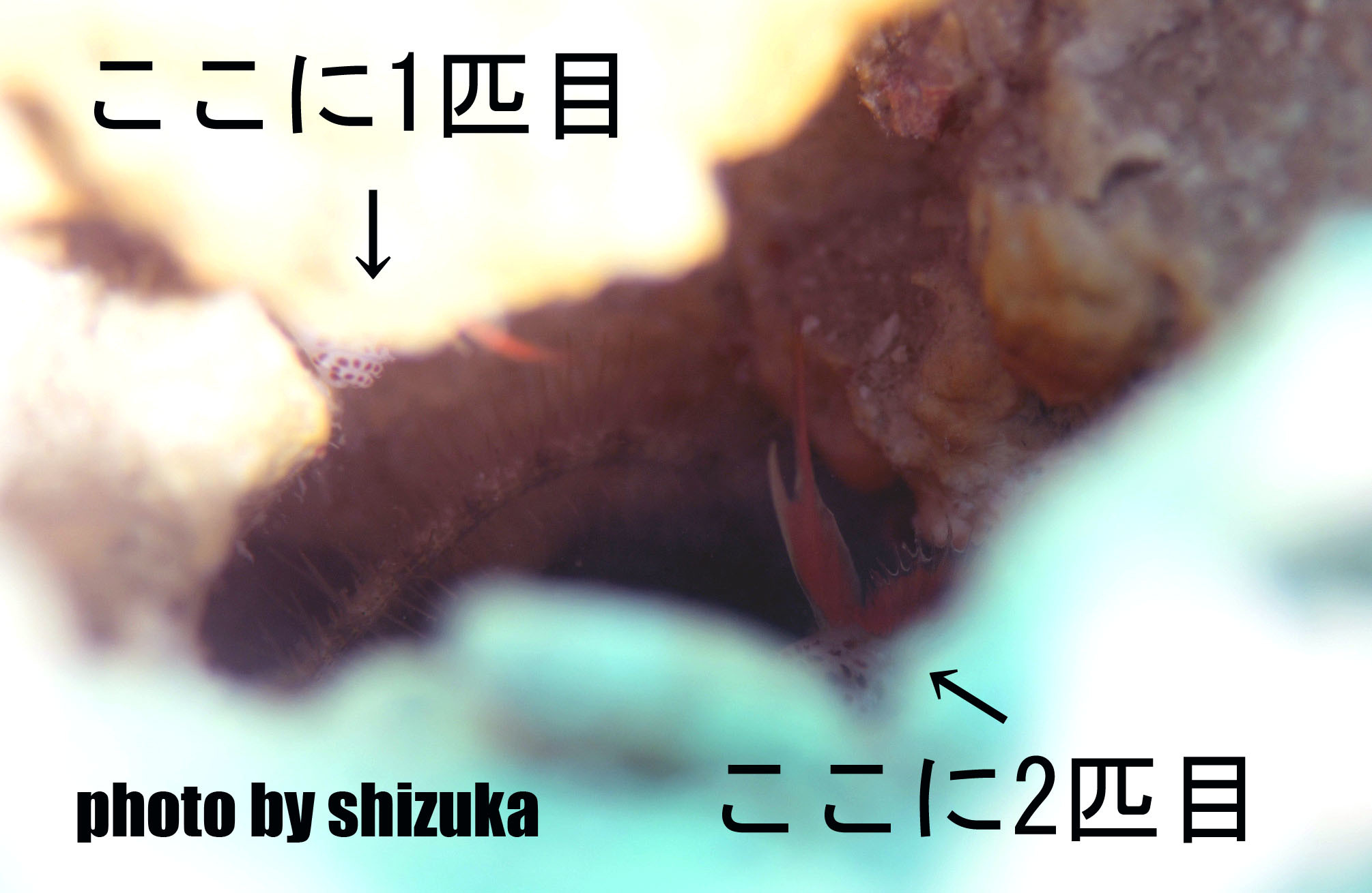 7月6日ホムラハゼ!!コンプリートです!!_c0070933_09114697.jpg