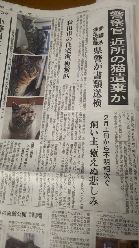 猫を捨てることは犯罪です 犬と猫の日々