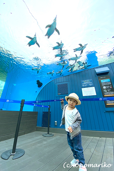 水族館のおさんぽ&明日からの博多「ぼわっと」のお知らせ_c0024345_12354211.jpg