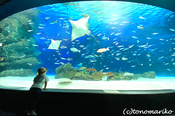 水族館のおさんぽ&明日からの博多「ぼわっと」のお知らせ_c0024345_12354267.jpg