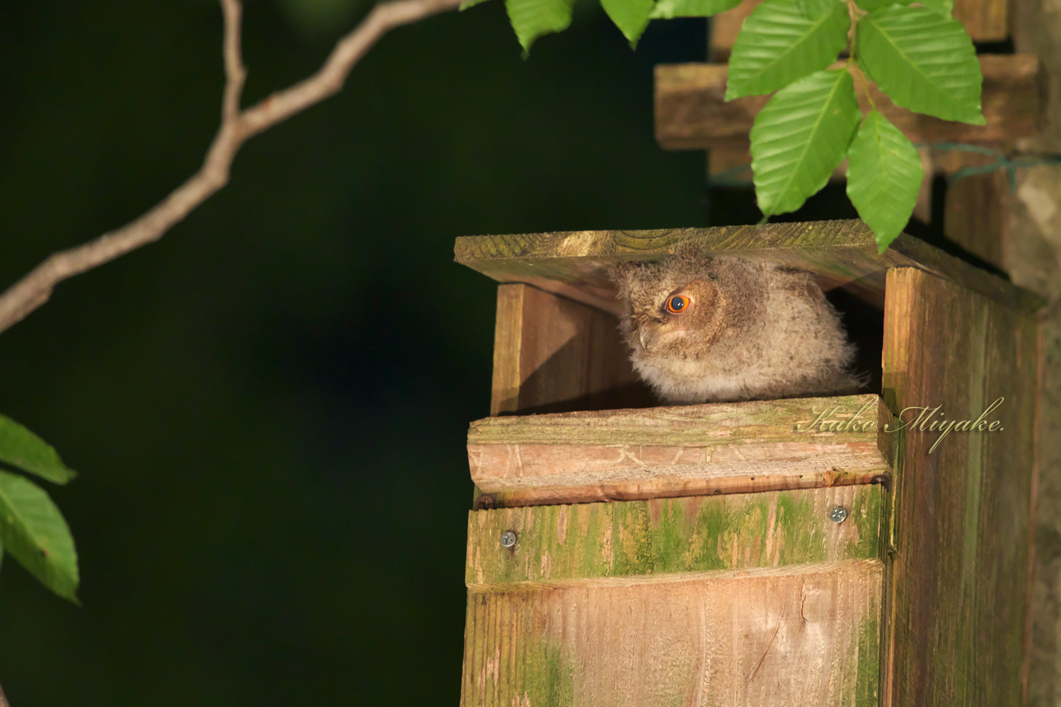 コノハズクページ オオコノハズク（Sunda Scops-owl ）八東ふる里の森 : ぼちぼち