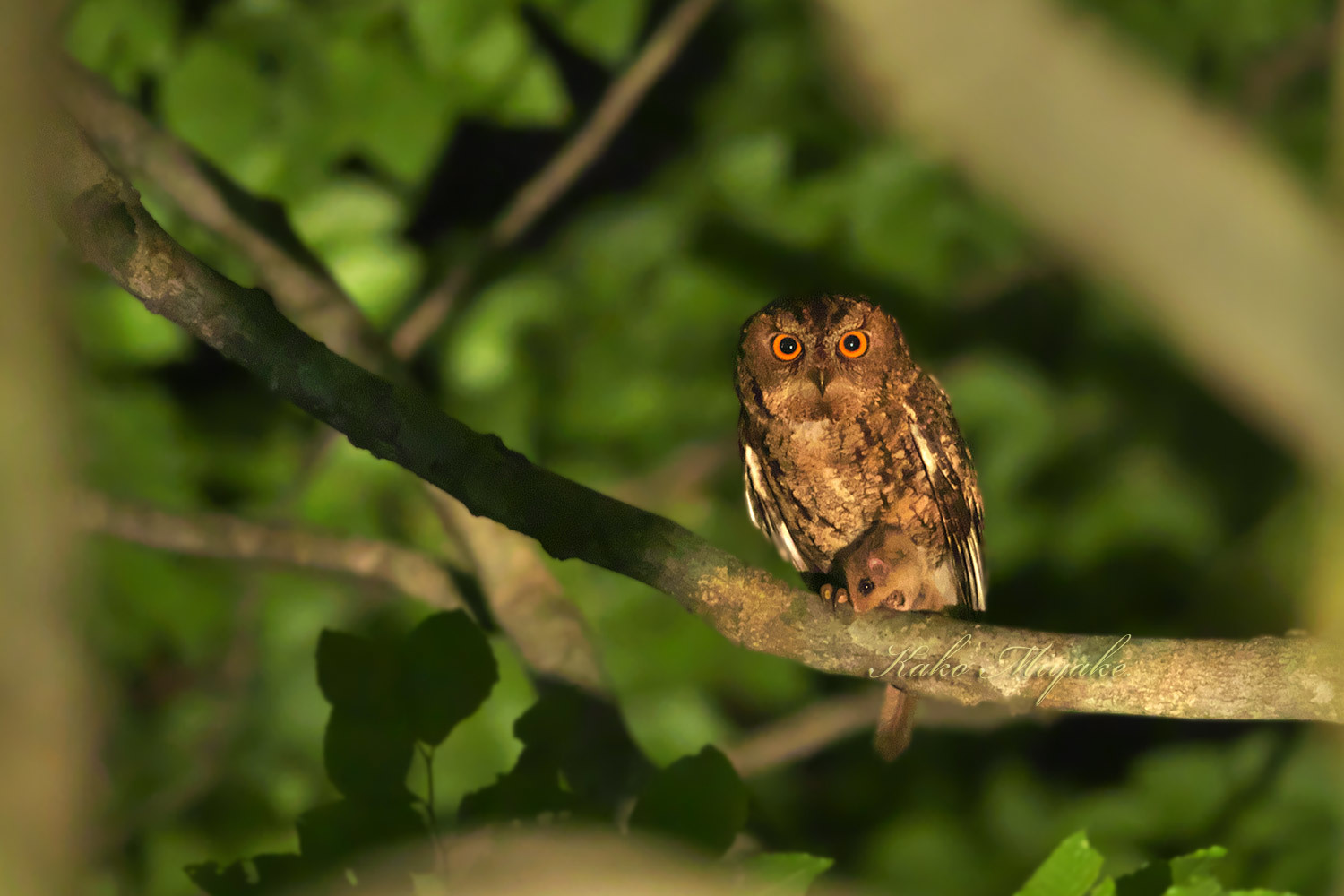 オオコノハズク Sunda Scops Owl 八東ふる里の森 ぼちぼち と 野鳥大好き O オオコノハズク Sunda Scops Owl 八東ふる里の森 ぼちぼち と 野鳥大好き O