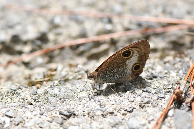 リュウキュウウラナミジャノメ・・・日本固有種_a0391866_13262722.jpg