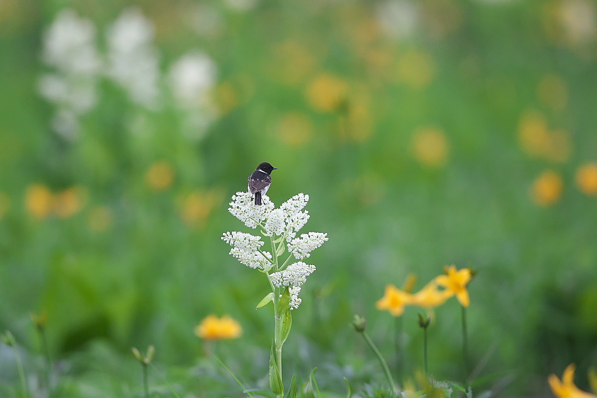 ７年前の原生花園（４）_d0125872_23340412.jpg