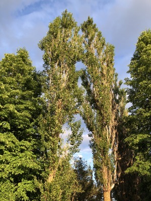 ロンバルディ_c0353373_02273275.jpg