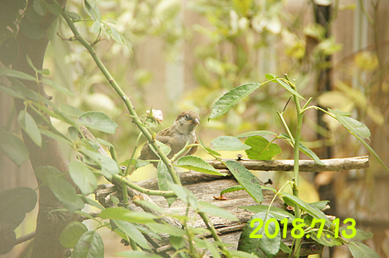 2020年・庭のバラの記録、ニゲラ／2018年のスズメのヒナっ子_c0139591_23314078.jpg