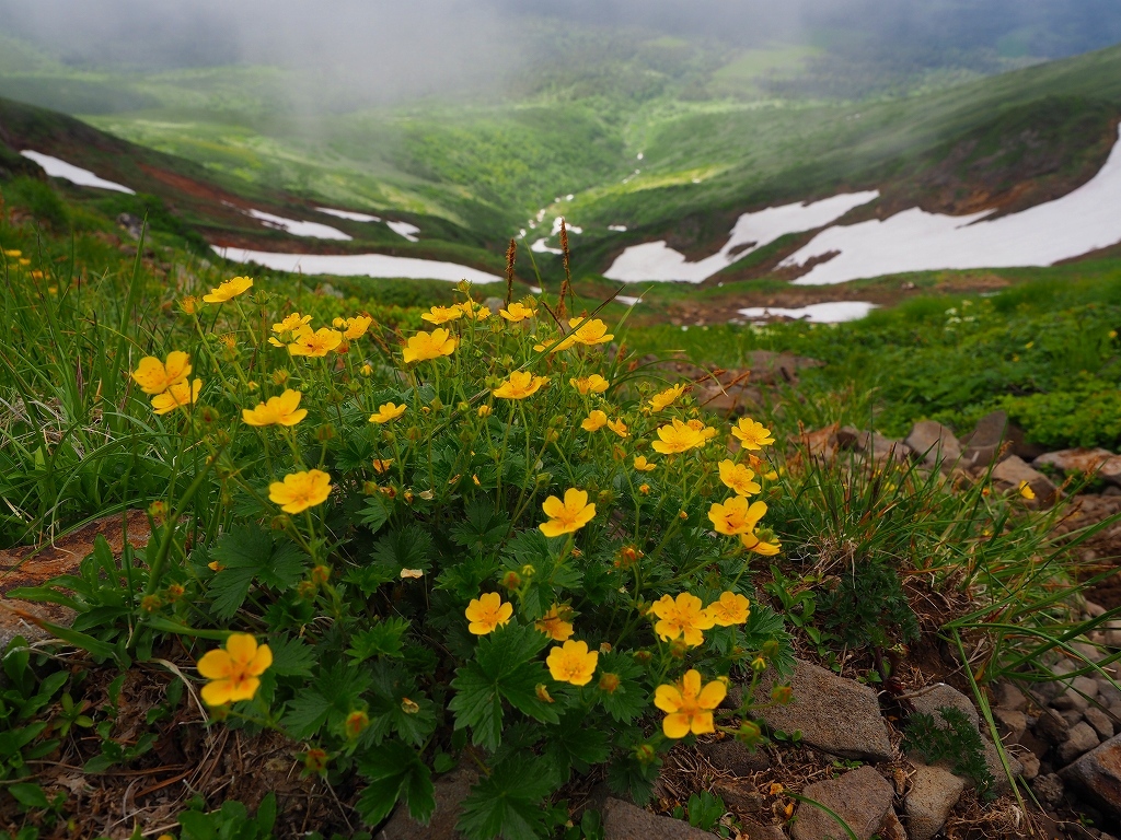  花の100名山富良野岳、2020.7.6ーその2ー_f0138096_18062708.jpg