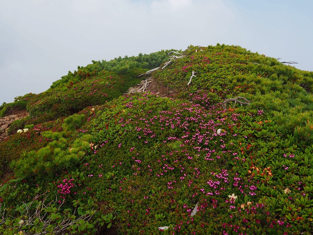  花の100名山富良野岳、2020.7.6ーその2ー_f0138096_18072290.jpg