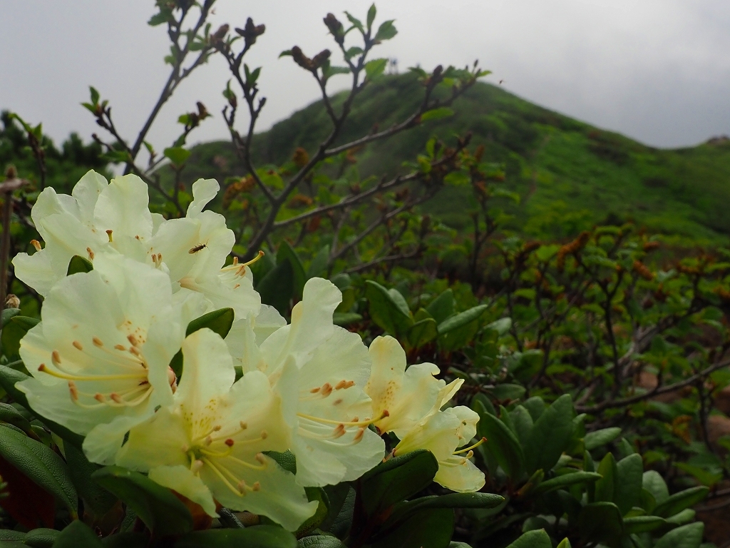  花の100名山富良野岳、2020.7.6ーその2ー_f0138096_18075667.jpg