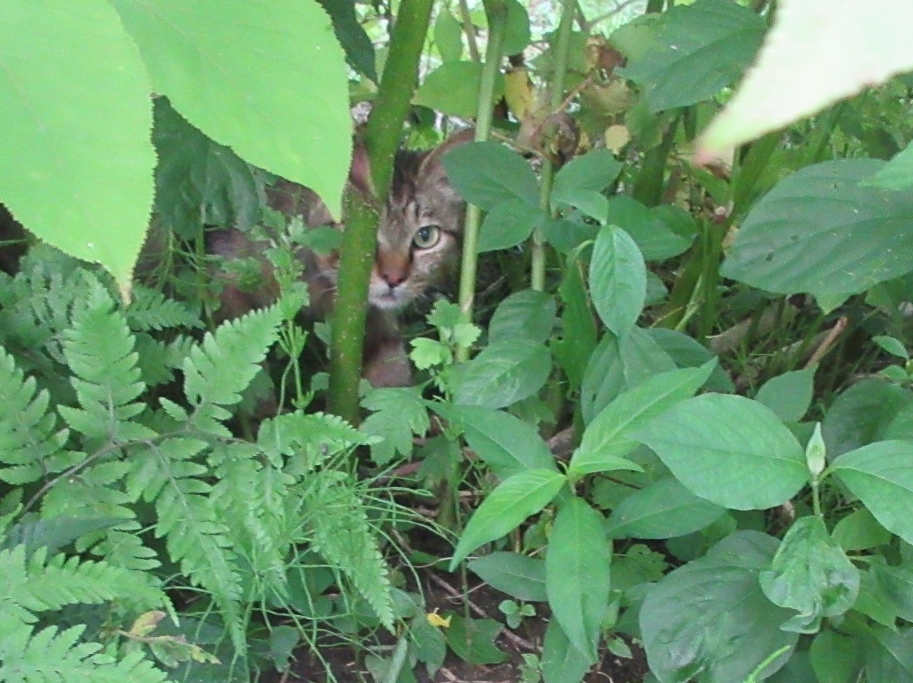 ねこちゃんや・トクさんのこと など_a0203003_17430432.jpg