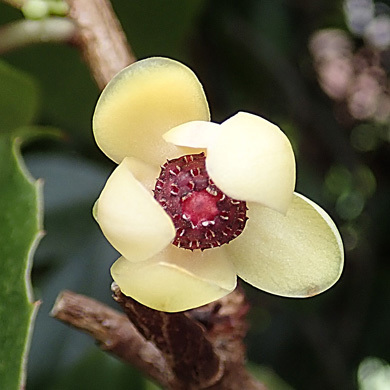 サネカズラの雌雄花 樹木見て歩き サネカズラの雌雄花 樹木見て歩き