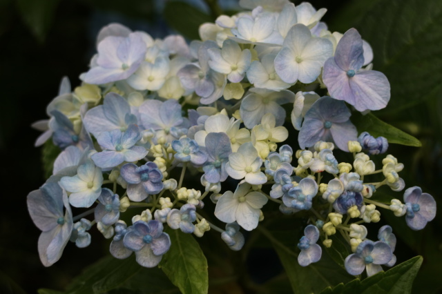 やる気を出しておくれよ~、おたふく紫陽花!_e0397815_00452682.jpg