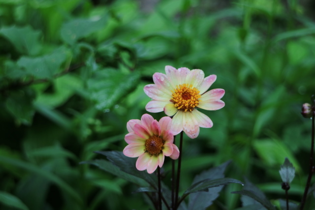 やる気を出しておくれよ~、おたふく紫陽花!_e0397815_00512294.jpg