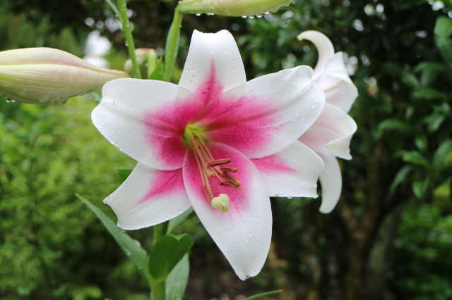 やる気を出しておくれよ~、おたふく紫陽花!_e0397815_01131534.jpg