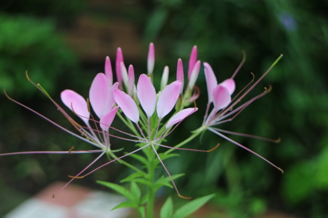 やる気を出しておくれよ~、おたふく紫陽花!_e0397815_01132281.jpg