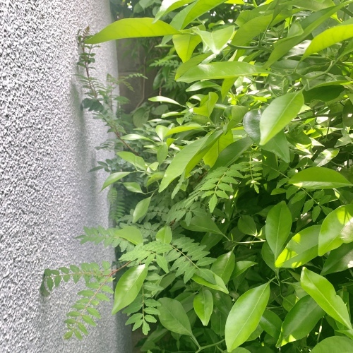 5月末までトリートメント休業のお知らせ_f0201116_10412534.jpeg