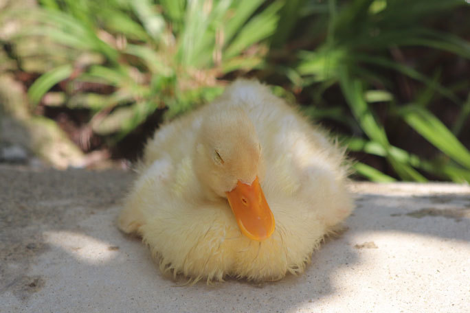 コールダックのヒナ成長記（井の頭自然文化園 August 2019） : 続々