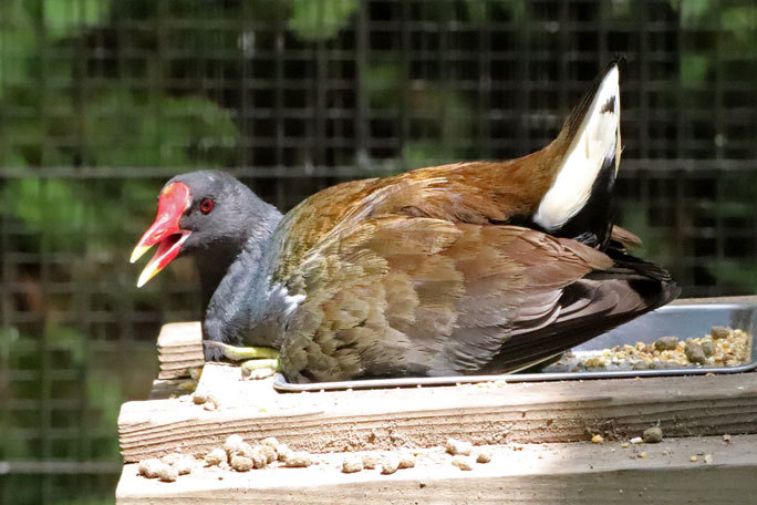 コールダックのヒナ成長記（井の頭自然文化園 August 2019） : 続々