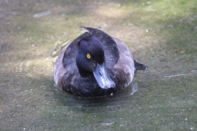 コールダックのヒナ成長記（井の頭自然文化園 August 2019） : 続々