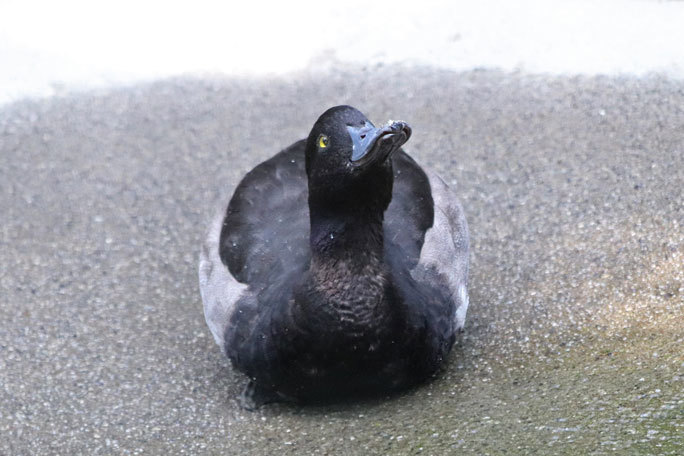 コールダックのヒナ成長記（井の頭自然文化園 August 2019） : 続々
