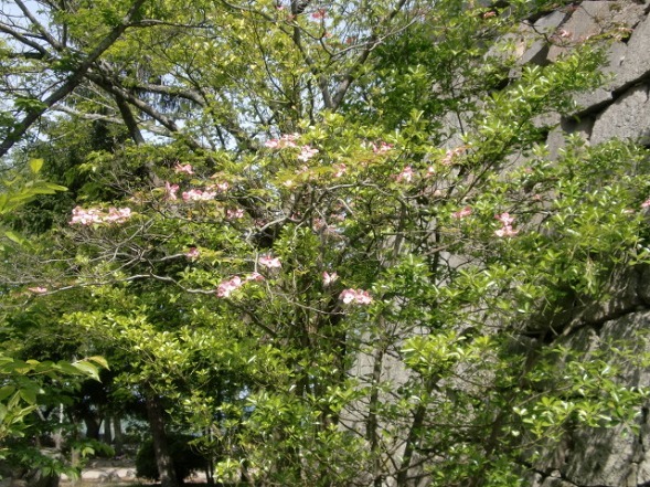 伊賀上野城_b0299042_20214492.jpg