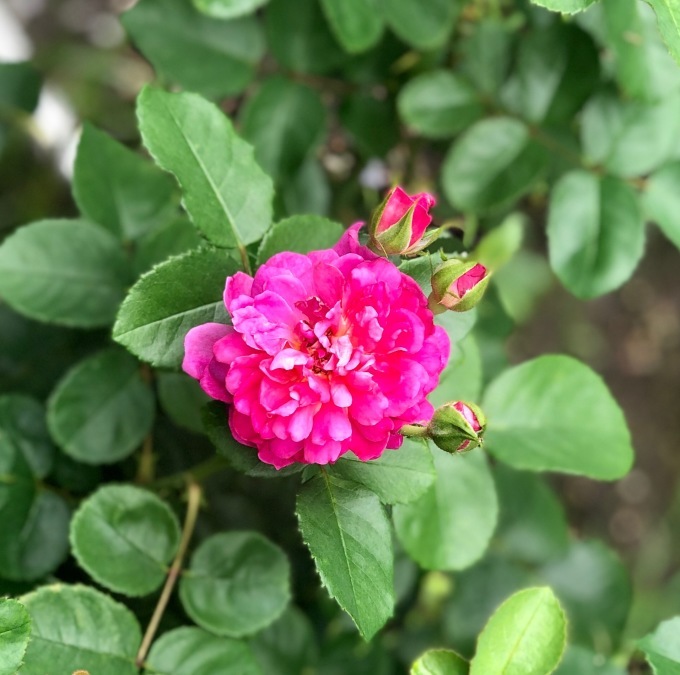 信じられない主人からのお土産 と ジュビリーとプリンセスアンの2番花 薪割りマコのバラの庭