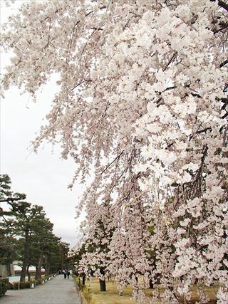 世界文化遺産 二条城Ⅰ 日本100名城_e0044657_19505783.jpg