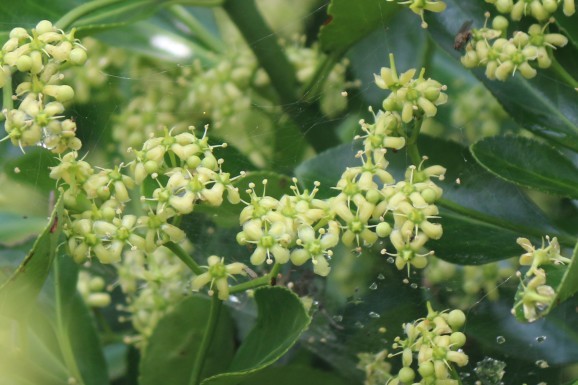 柾の花 マサキノハナ ひげ爺の花便り 柾の花 マサキノハナ ひげ爺の花便り