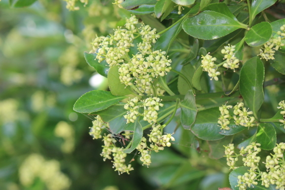 柾の花 マサキノハナ ひげ爺の花便り 柾の花 マサキノハナ ひげ爺の花便り