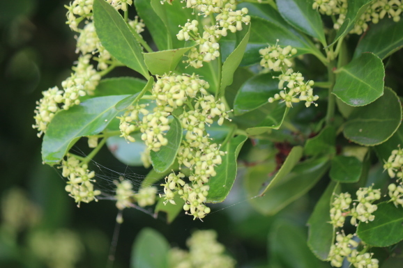 柾の花 マサキノハナ ひげ爺の花便り 柾の花 マサキノハナ ひげ爺の花便り